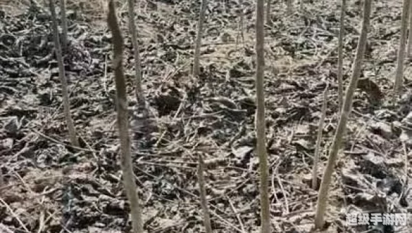 全国最大的核桃种苗输出地