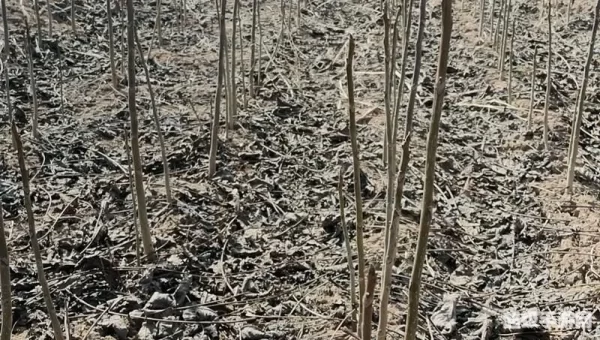 全国最大的核桃种苗输出地