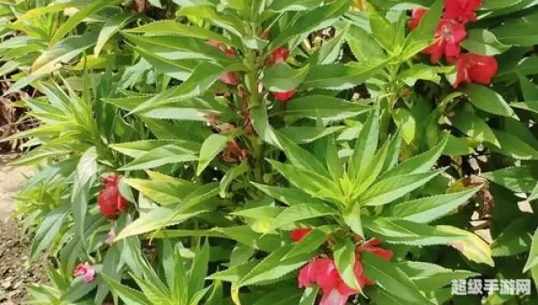 血瓣花苗